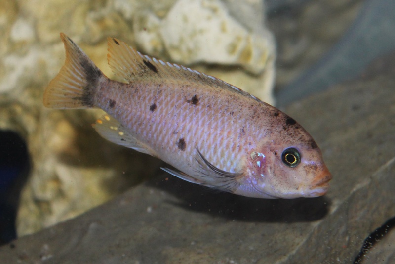 Maylandia pyrsonotos 'Mkondiwa Reef'